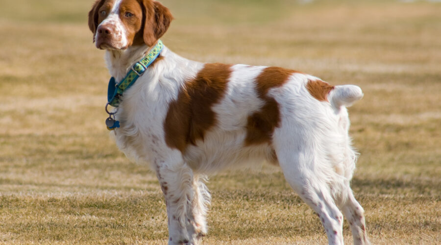 Les races de chiens hypoallergéniques : Trouvez le compagnon idéal pour les allergiques
